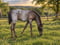 Horse ad