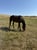 Horse ad