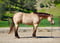 Horse ad