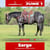 Annuncio cavallo