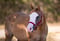 Horse ad