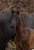 Horse ad