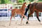 Anuncio de caballos