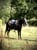 Horse ad