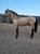 Horse ad