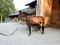 Horse ad