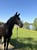 Horse ad