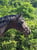 Annuncio cavallo