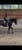 Horse ad