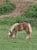 Annuncio cavallo