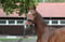 Annuncio cavallo