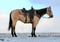Horse ad