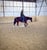 Annuncio cavallo