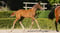 Horse ad