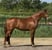 Horse ad