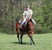 Horse ad