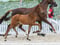 Anuncio de caballos