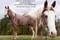 Horse ad