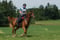 Horse ad