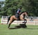 Horse ad