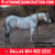 Horse ad