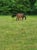 Horse ad