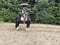 Annuncio cavallo
