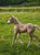 Annuncio cavallo
