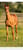 Annuncio cavallo