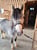 Horse ad