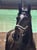 Horse ad
