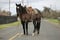 Horse ad