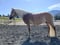 Annonce cheval