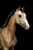Horse ad