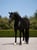 Annuncio cavallo