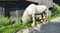 Horse ad