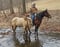 Horse ad