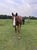 Horse ad