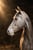 Horse ad