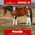 Horse ad