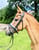 Horse ad
