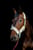 Horse ad