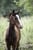 Annuncio cavallo