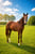 Horse ad