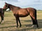 Horse ad