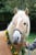 Annuncio cavallo