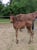 Annuncio cavallo