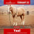 Horse ad
