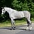 Horse ad