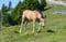 Annuncio cavallo